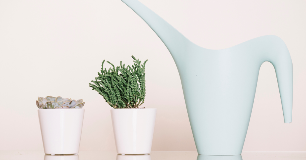 Crassula ‘Hobbit’ Jade Plant