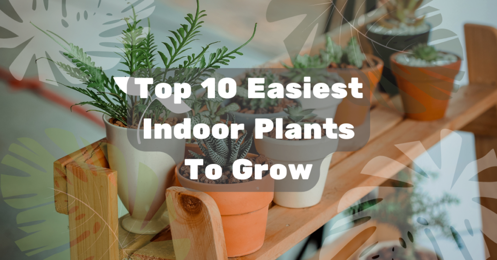 10 Stress-Free Indoor Plants to Grow